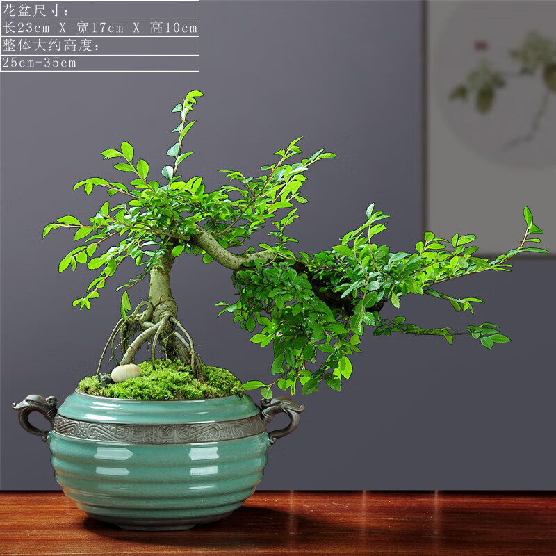 小叶榆树盆景绿植好养植物盆栽室内花常青客厅造型老桩花卉 飘枝榆树