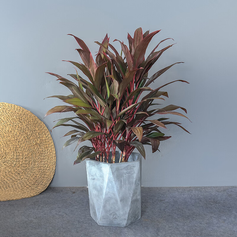 糜岚(mielanat)红叶朱蕉盆栽大型室内客厅卧室观叶盆景花卉水培红叶铁