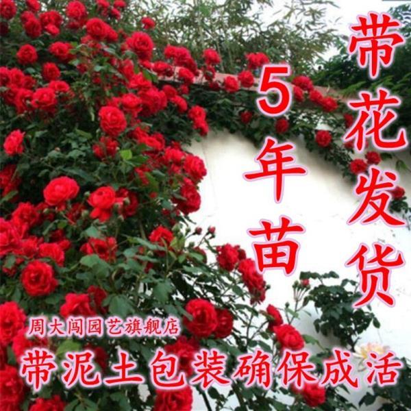 周大闯带花发货红木香花树苗攀援爬藤植物七里香红花十里香蔷薇花卉盆栽 红木香4年苗当年开花