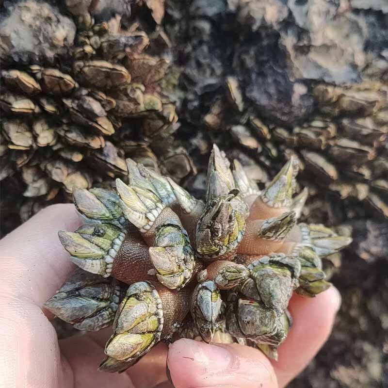 食怀新鲜野生佛手螺鲜活狗爪螺龟脚鸡爪螺鹅颈藤壶海螺海鲜活冻水产