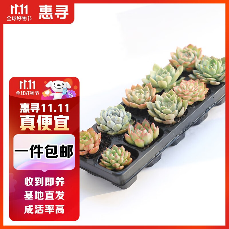 惠寻多肉植物组合盆栽新手好养精品肉肉套装办公室花卉小盆栽懒人植物 10颗/组 品种随机属于什么档次？