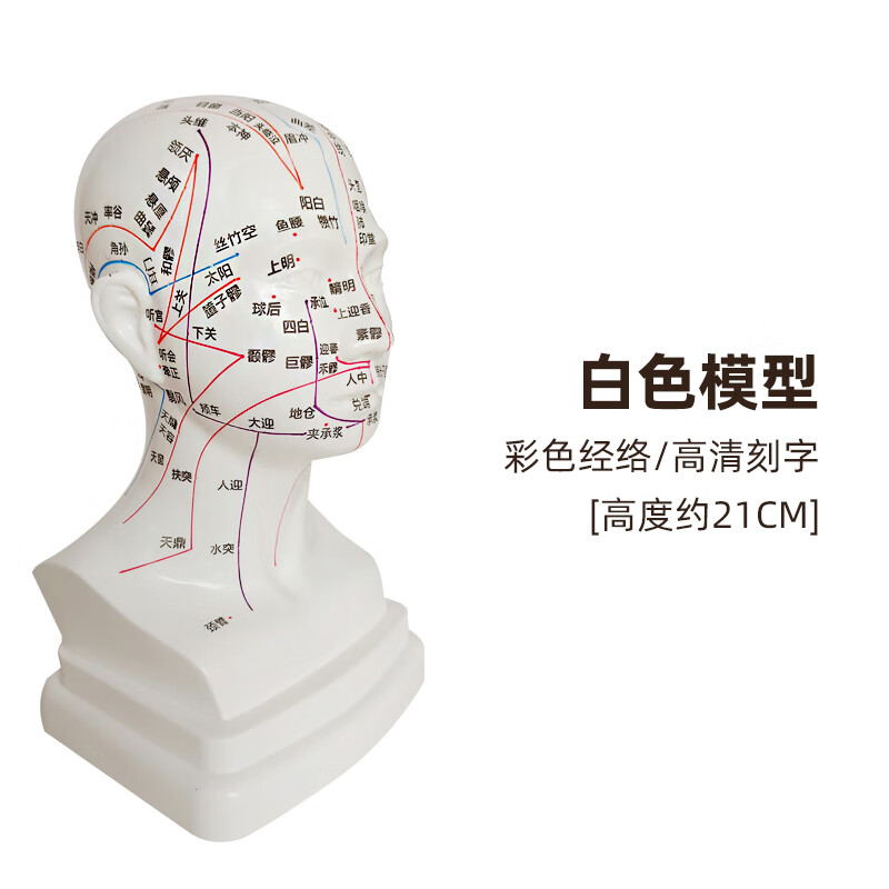 人体头部穴位模型中医图面部美容点穴按摩可针扎中医针灸教学教具