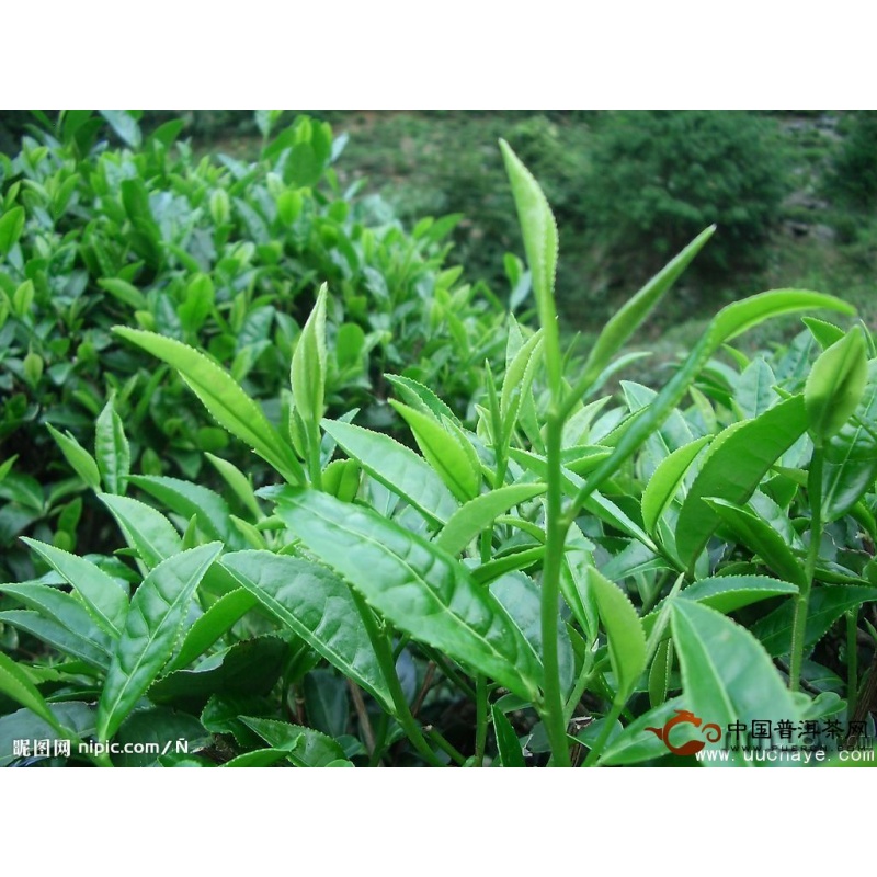 登越茶叶苗 南方种植 乌牛早茶苗浓香型茶叶苗 浙江五牛茶树苗 茶树苗
