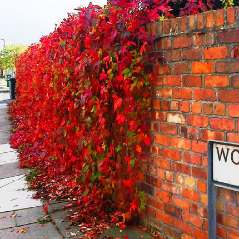 50棵五叶爬山虎3年苗(红色叶子) 不含盆