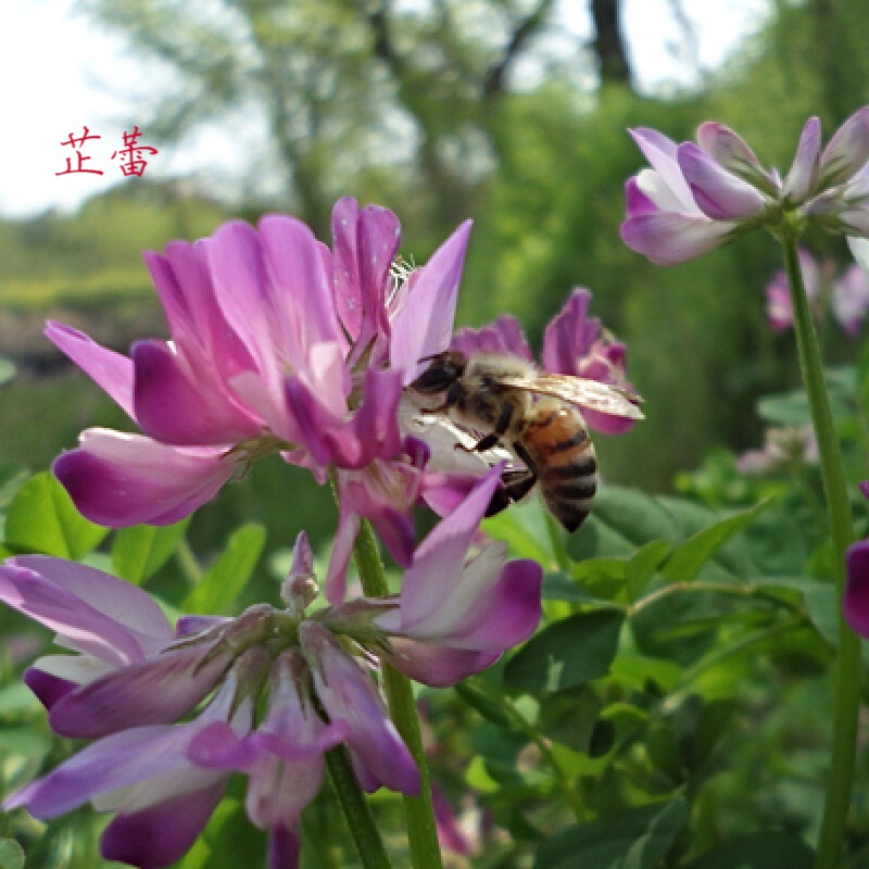 紫云英种子红花草种子养蜂蜜源高产绿肥牧草种子食用野菜种籽 【普通型】紫云英净籽一斤