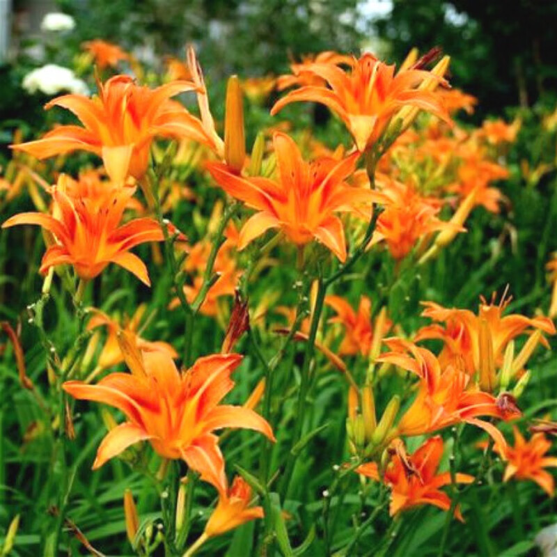 曼杉园绿化大花萱草忘忧草宿根耐寒金娃娃萱草花苗地