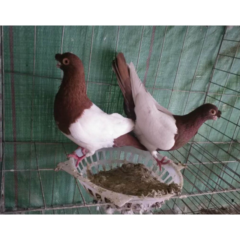 大鼻子,鸽子活体 两头红一对