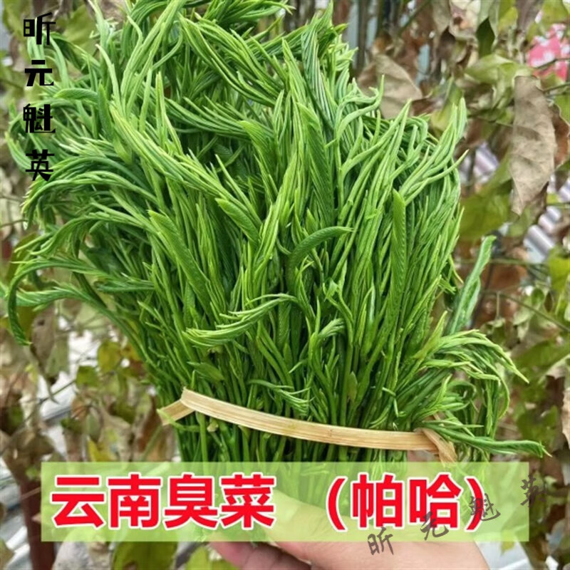 美朝福云南特产臭菜新鲜宴帕哈羽叶金合欢泰国吃播非德宏西双版纳生野