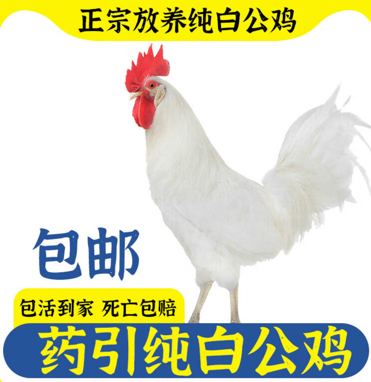 【当天发货】正宗纯白无杂毛大公鸡活鸡白毛大公鸡药引子专用 2斤重白公鸡（1只起发）高性价比高么？
