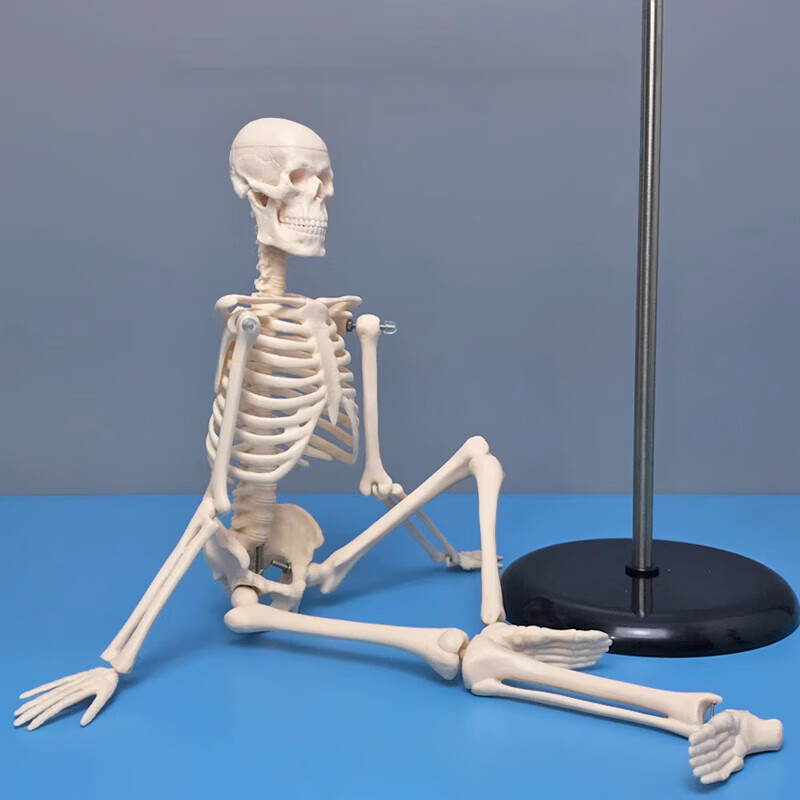 45cm高人体骨骼模型骨架骷髅骨头架子医学生小白教学模具四肢可拆 1个