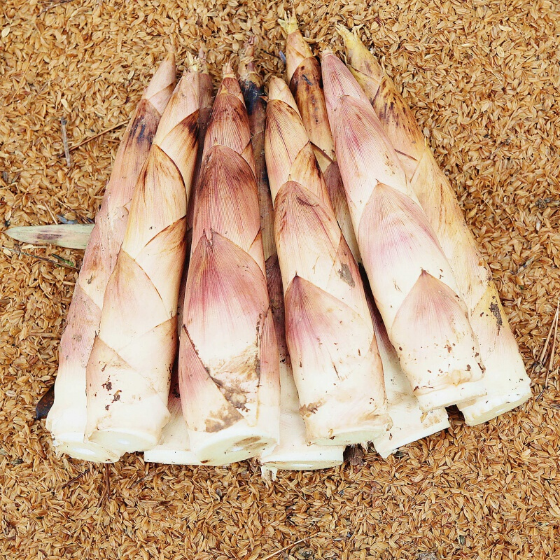 绿鲜森春笋临安现挖竹笋新鲜雷笋蔬菜生鲜 大笋5斤净重 (每斤4-6根)