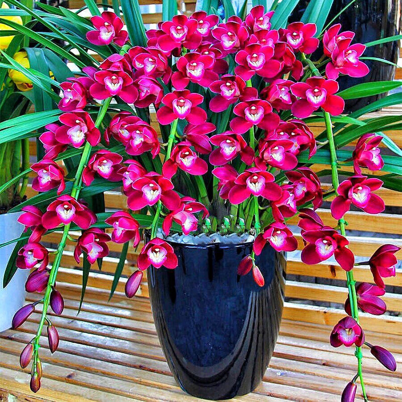 世界超香兰花 好运连连 室内盆栽花卉 四季开 当年开花 满屋飘香 好运