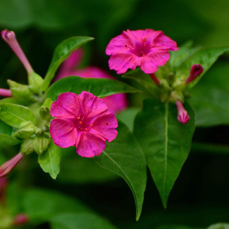 紫茉莉花种子花籽夜来香驱蚊虫四季庭院室内阳台易种开花盆栽 紫茉莉