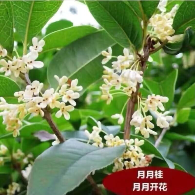 clcey四季开花桂花树苗盆栽庭院绿化美观浓香型花卉绿植室内花苗 月