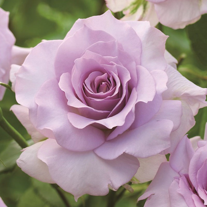 庭院阳台露台观赏装饰花卉阳台花 莎龙 6l