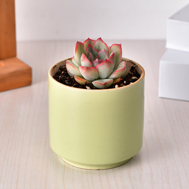 多肉植物花盆套装组合盆栽绿植花卉室内肉肉玫瑰 花盆h-403 月光女神