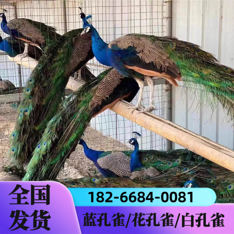 孔雀苗活孔雀公母一对花白孔雀幼活苗大型观赏宠物活鸟开屏吉祥鸟