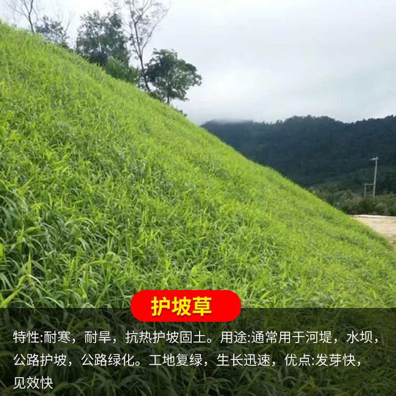 菜友 四季青护坡草籽高羊茅狗牙根黑麦草耐践踏庭院绿化草种子花卉四