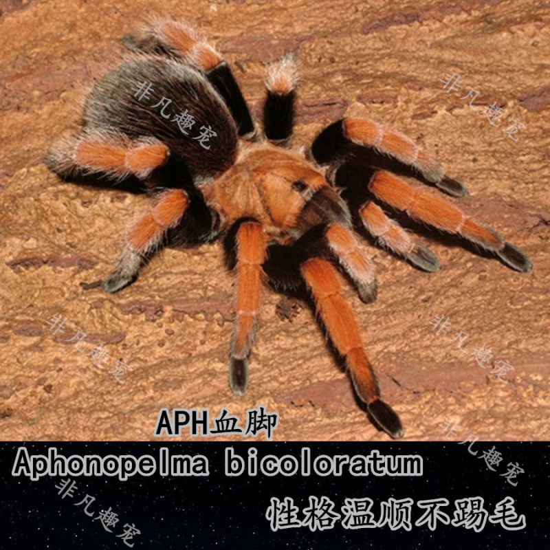 紫粉趾油彩粉红趾 蓝脚巴布 巴西黑丝绒 aph血脚(足展3-4厘米) 仅蜘蛛