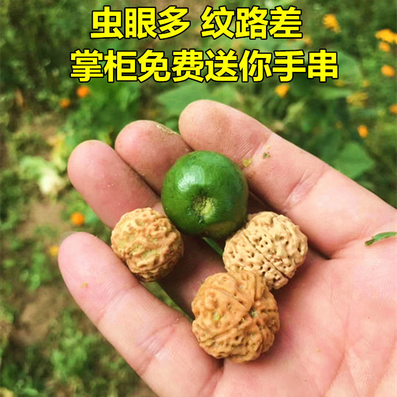 带青皮金刚菩提果子原籽 文玩佛珠男女手链红黄皮药王爆肉双龙多瓣 19