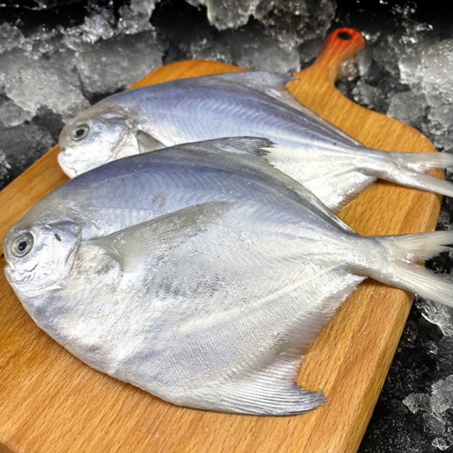 最洽年货银鲳鱼5斤白鲳鱼平鱼鲜冷冻昌鱼深海鲜活海鲜生鲜鱼类
