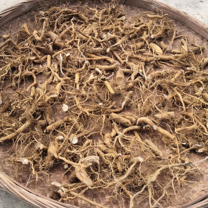 臭牡丹中药材臭牡丹茎大红袍大红花臭牡丹根中药 臭牡丹根纯根臭梧桐