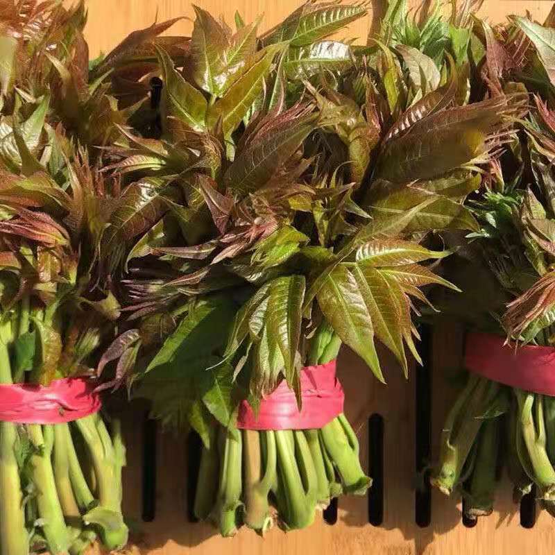 现摘头茬香椿芽新鲜香椿叶头茬红油香椿蔬菜新鲜野菜 2斤装【冰鲜发货
