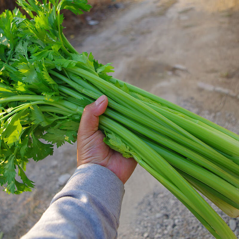 5斤河南芹菜新鲜小芹菜土芹菜小香芹菜空心芹菜现挖1斤批发 新鲜芹菜