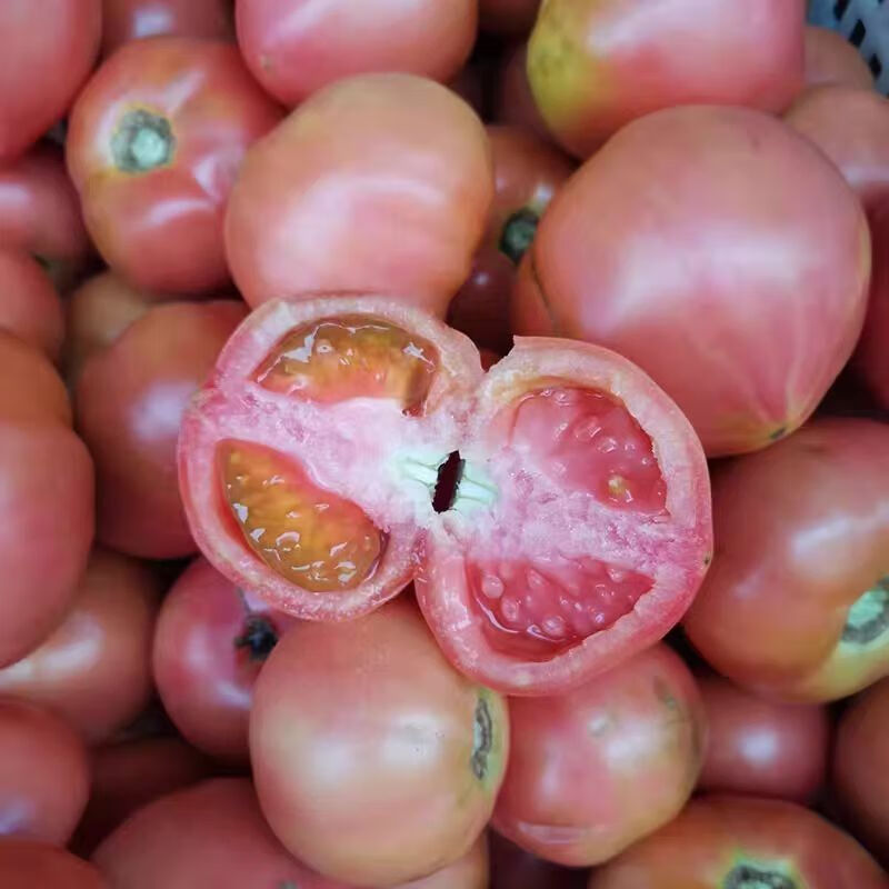 安徽当地老品种西红柿番茄生吃新鲜沙瓤正宗普罗旺斯西红柿现摘 (老