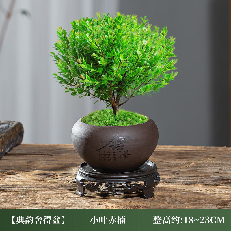小叶赤楠老桩盆景苗植物金丝楠木办公室内桌面绿植小盆栽四季好养