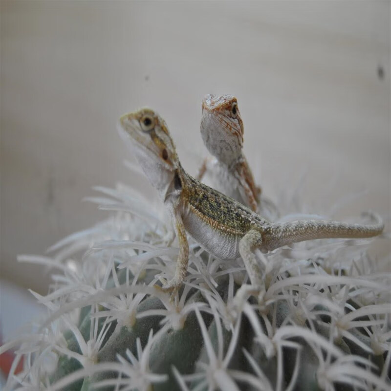 鬃狮蜥蜴爬宠虫温顺不咬人柑橘橙红黄系超白wit网红可爱zero 鬃狮蜥