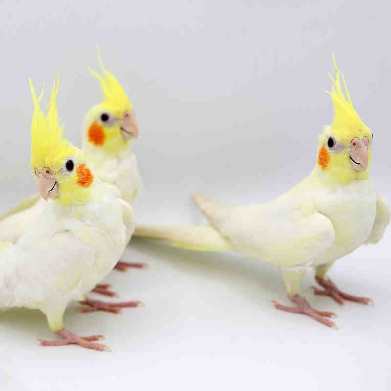 鹦鹉活物小鸟幼鸟学舌头说话鸟小太阳 黄化玄凤鹦鹉1只(公母可备注)