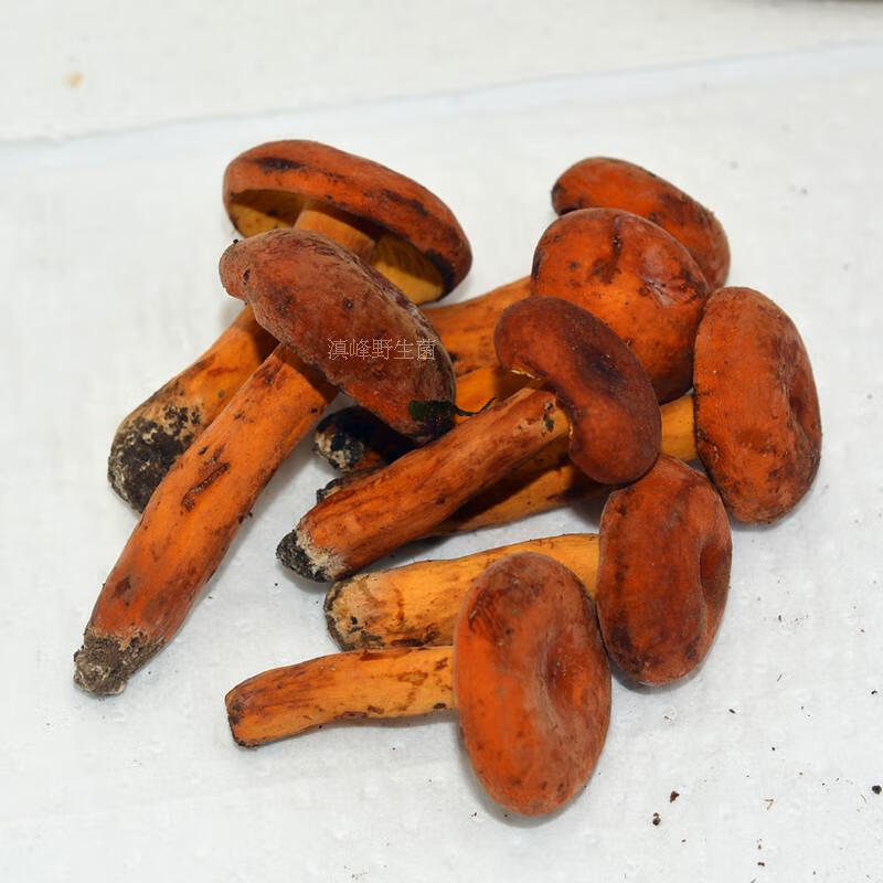 虎钢馋现货新鲜野生奶浆菌 特级松乳菇 食用蘑菇云南大理特产顺丰