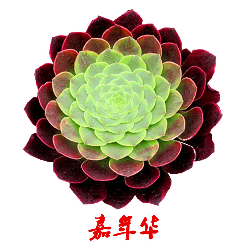 多肉植物园叶铜壶法师绿法师紫羊绒办公室盆景室内盆栽 粉红色 嘉年华