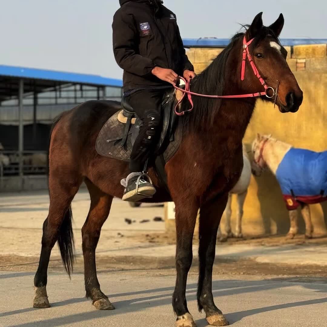 骑乘马景区用马纯血马大马矮马设特兰矮马小矮马马术骑术