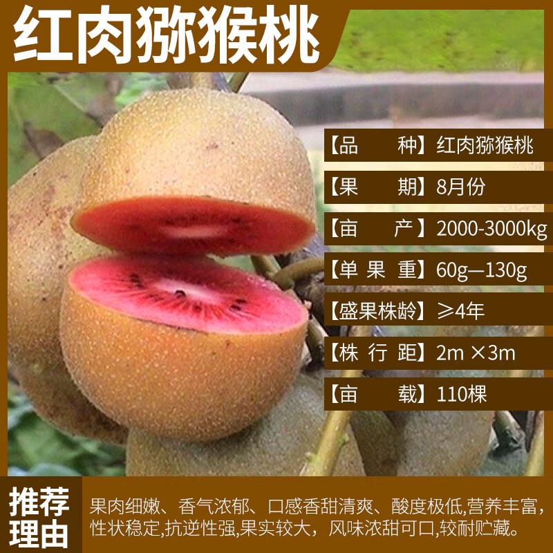 猕猴桃树果苗红心黄心徐香弥猴桃公母同株南北方奇异果猕猴苗盆栽