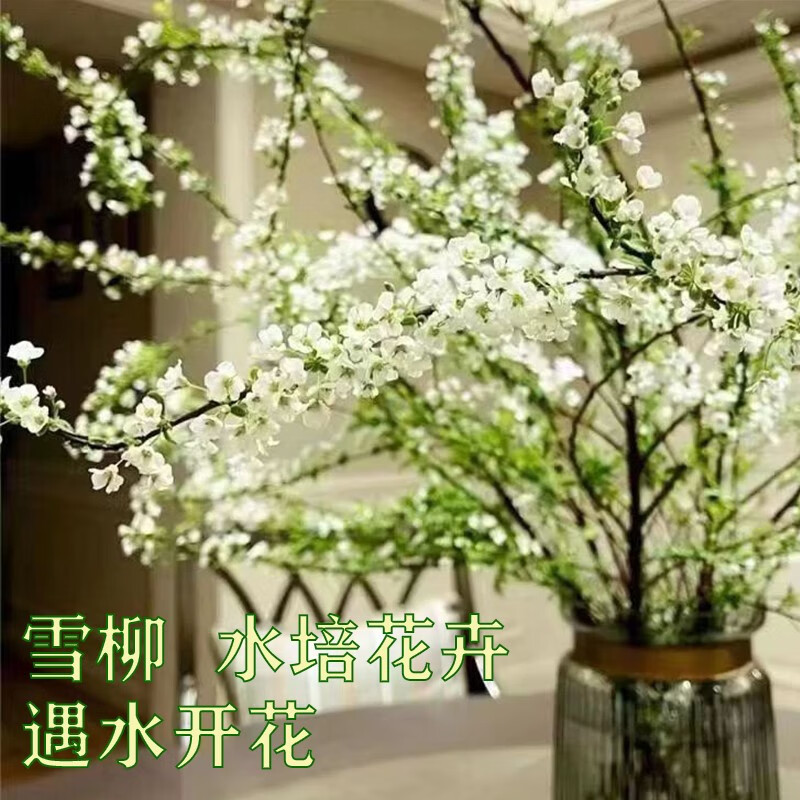 亦运林篆银柳雪柳干枝水插花龙柳水培喜庆年宵花鲜花室内遇水开花客厅观花 雪柳10支60厘米高【体验装】 不含瓶属于什么档次？