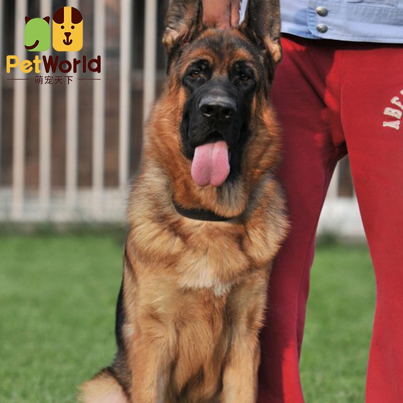 纯种德国牧羊犬幼犬csv双血统德牧宠物狗活体北京赛级犬舍 sss级 公