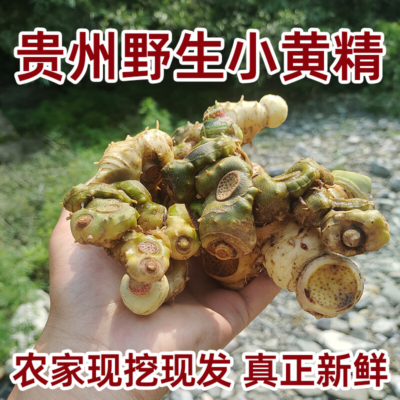新鲜野黄精贵州深山现挖新货老虎姜一斤中药材可煲汤泡酒