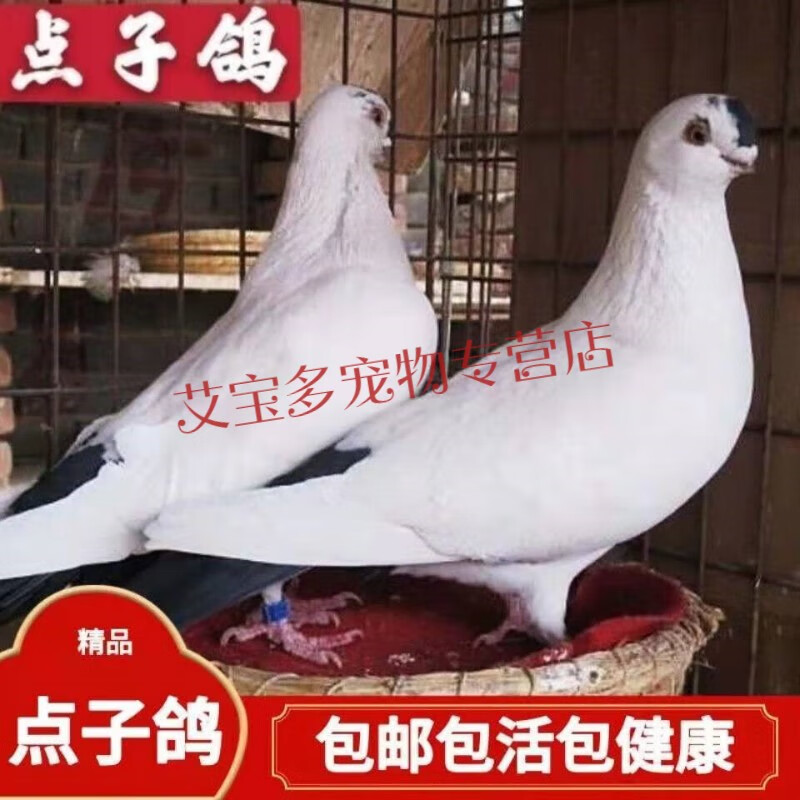 观赏鸽点子鸽子活体种鸽一对宠物鸽子老北京点子二嘴点子鸽青年鸽