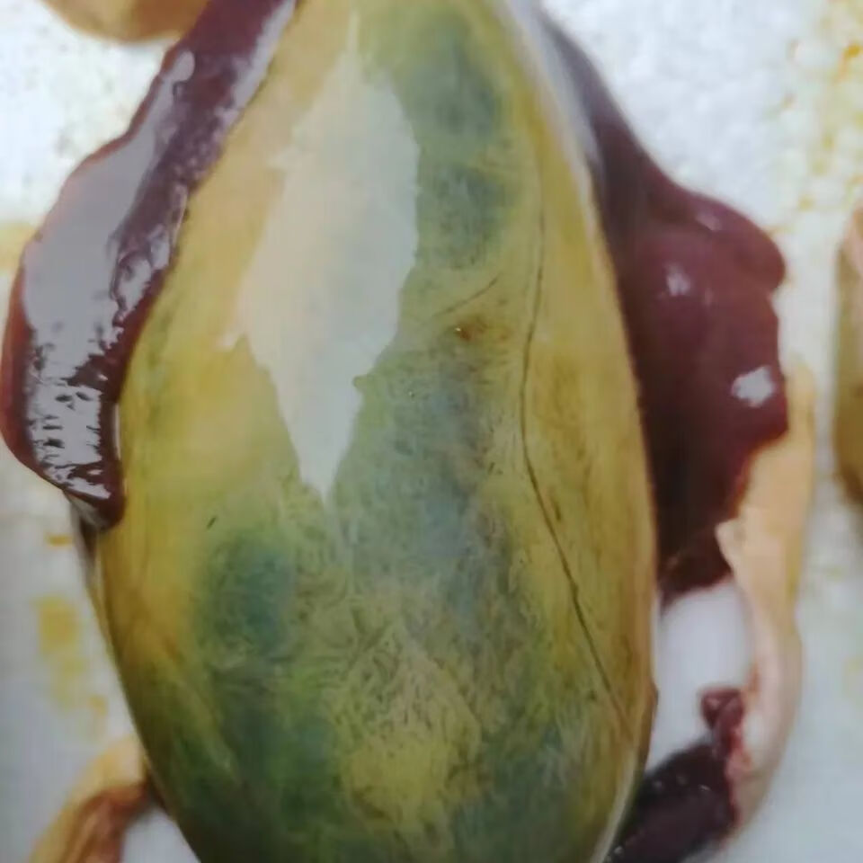 北京同仁堂原料【鲜猪苦胆 500克】苦猪胆 猪胆汁苦胆水 猪胆囊苦