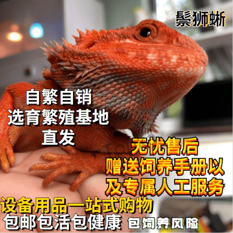 鬃狮蜥蜴的宠物幼体入门级爬宠异宠温顺不咬人柑橘红系白zero 红系黄