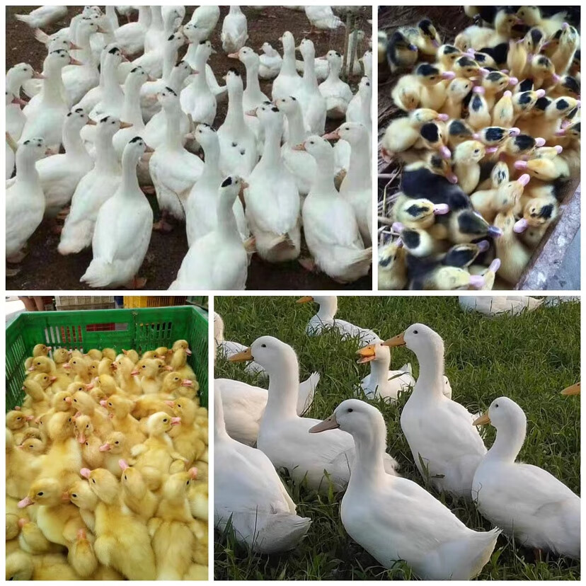 鸭苗活体 樱桃谷大白鸭 桂柳白鸭 北京白鸭小鸭子 m18一点黑 骡鸭