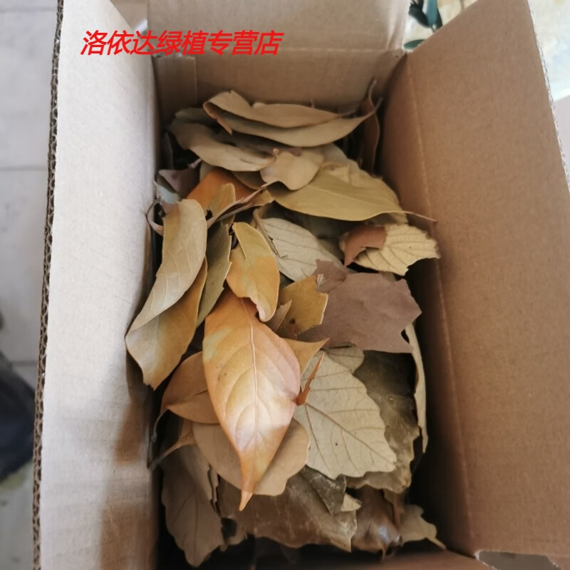 ��������������Ҷ��Ҷ�걾������Ҷװ������Ҷ�ݷ�Ҷ������Ȼ������� 100Ƭ������ſ���Ҷ ��Ҷ63.5Ԫ��5��(��12.7Ԫ/��)