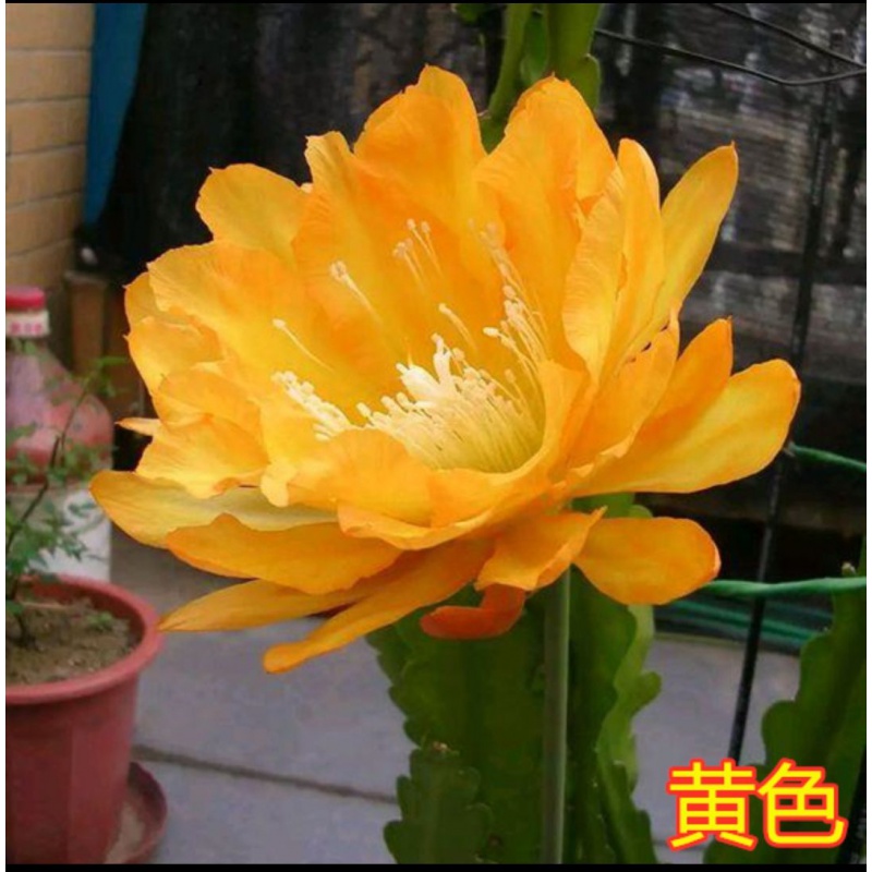 阑兮阁令箭荷花昙花大花重瓣品种带根苗花卉绿植盆栽 深黄色10到15