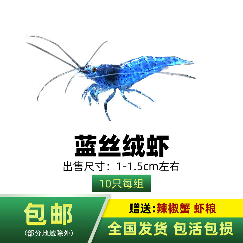 宠物虾水草缸除藻虾清洁虾除黑毛藻丝藻杂质工具淡水虾 蓝丝绒虾10只