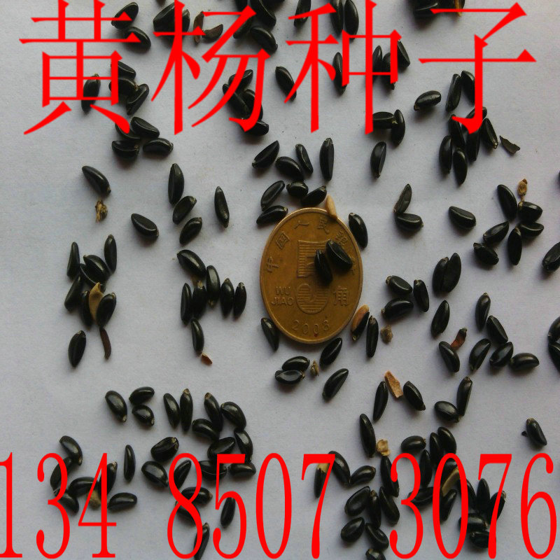 盆景造型黄杨树桩独杆黄杨种子瓜子黄杨种子黄杨木种子大叶黄杨种子