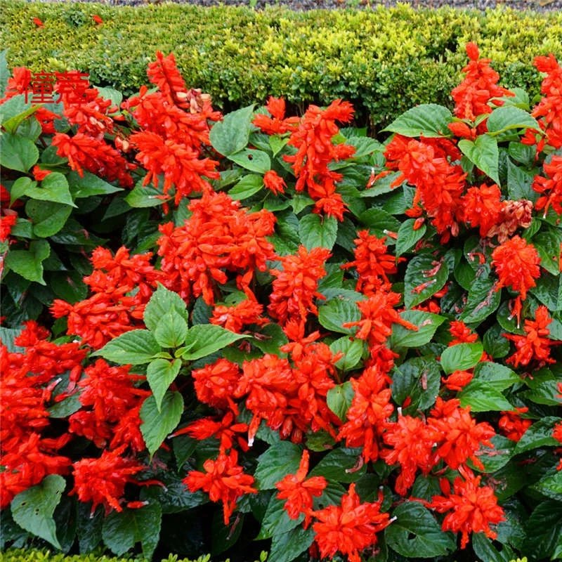 昊兰诺一串红种子园林景观绿化草花种子串串红花种子四季易种开花不断
