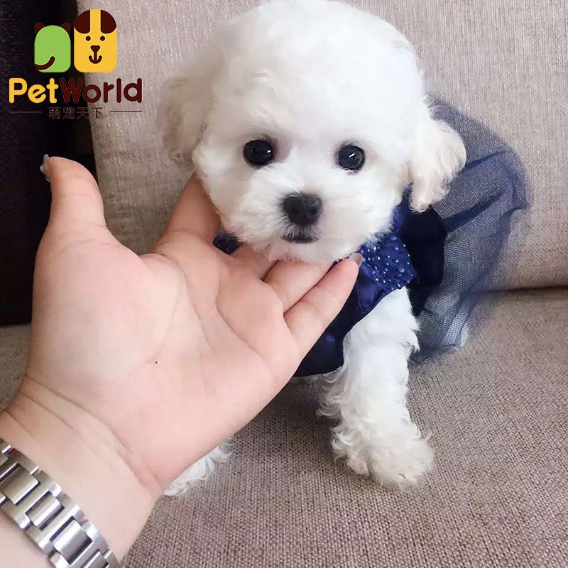 du)【30天健康保障】泰迪幼犬茶杯泰迪犬幼犬活体狗狗纯种白色泰迪熊