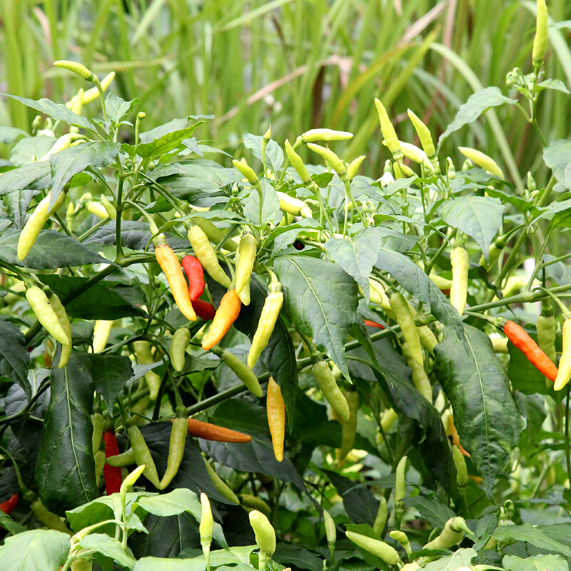 500g江西赣州农家小米椒辣椒干辣特辣红赣南土特产朝天椒 特产朝天椒